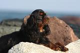 KING CHARLES SPANIEL 060